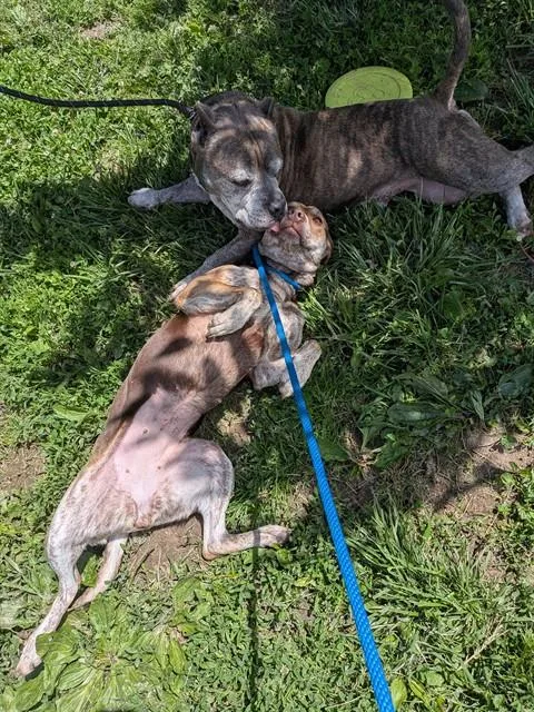 An adult large-sized male Pit Bull Terrier dog named Galligar for adoption in Saint Peters, MO