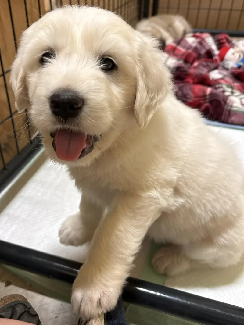 Teddy