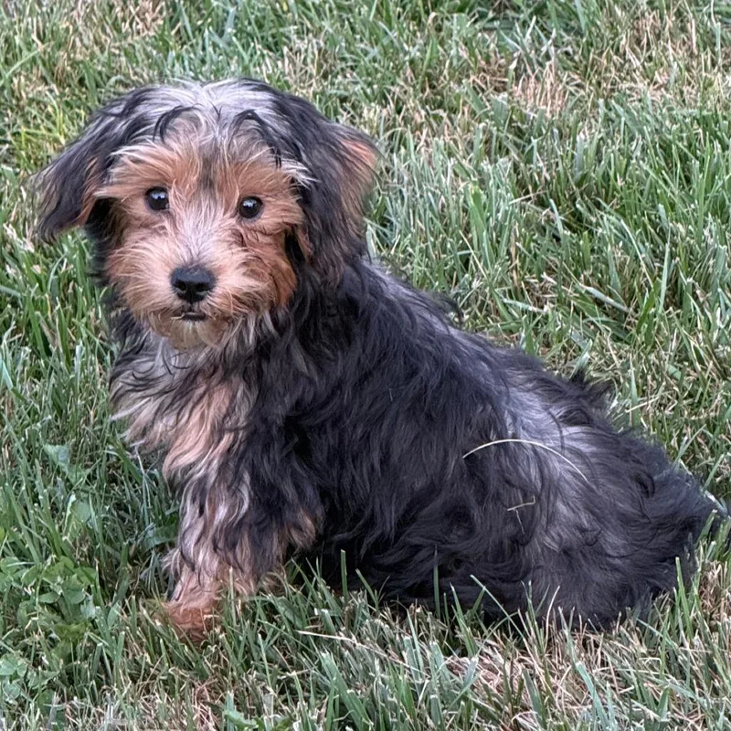 Arlo