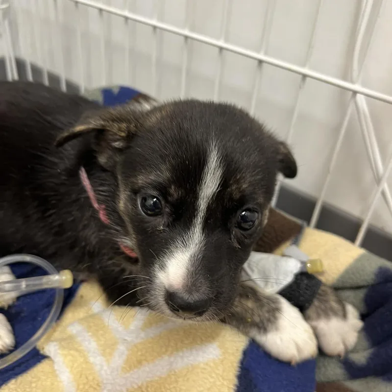 A baby medium-sized female Brindle Mixed Breed dog named Chanel for adoption in Austin, TX