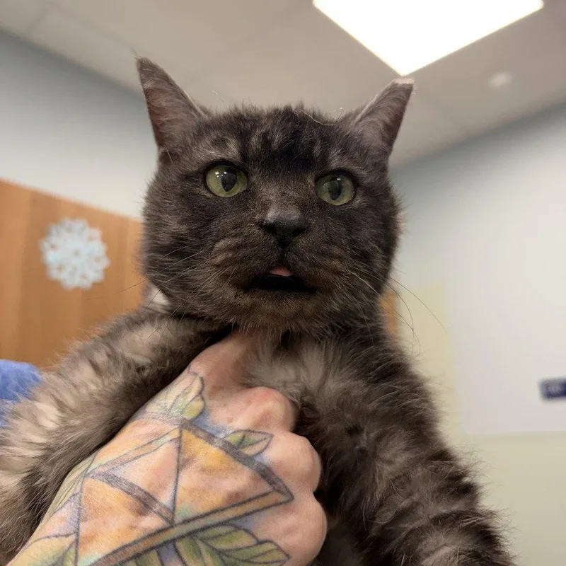 A senior medium-sized female Domestic Medium Hair cat named Rookie for adoption in New Castle, DE