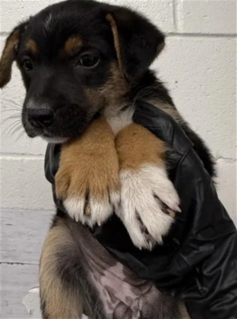 A baby small-sized female German Shepherd Dog dog named Gracie for adoption in San Bernardino, CA