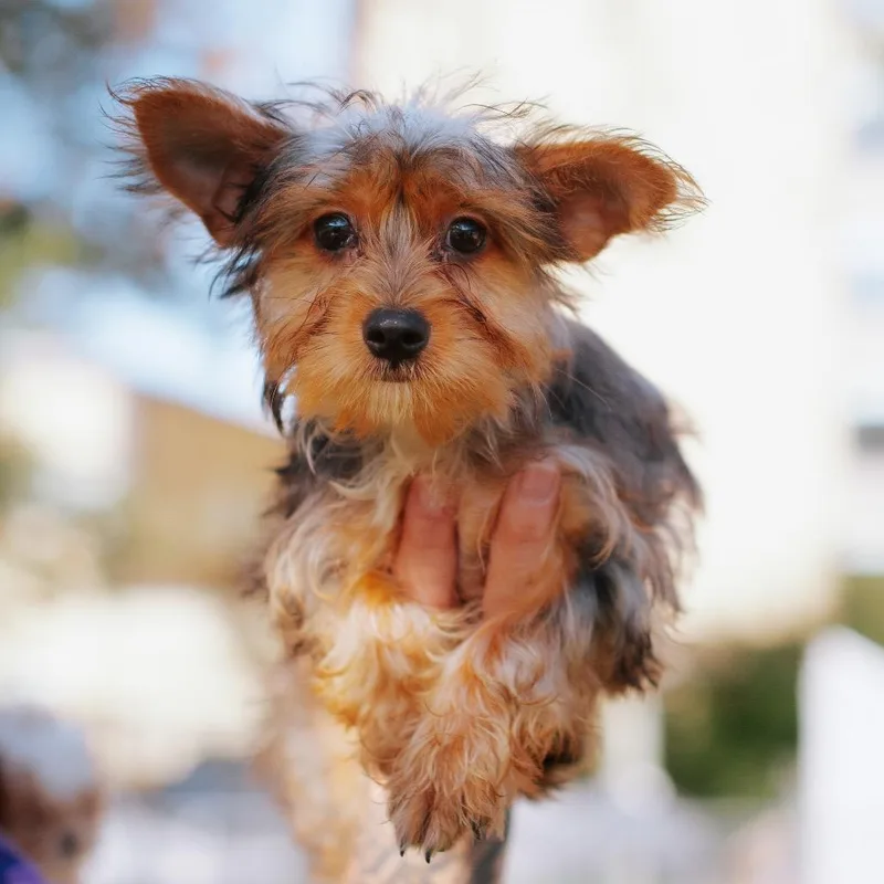 A baby small-sized male Yorkshire Terrier dog named Altun for adoption in Northbrook, IL