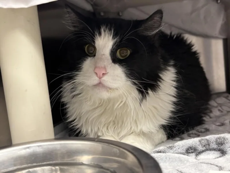 An adult medium-sized female Domestic Short Hair cat named Rey for adoption in Las Vegas, NV