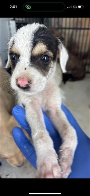 A baby small-sized female German Wirehaired Pointer dog named A for adoption in Houston, TX