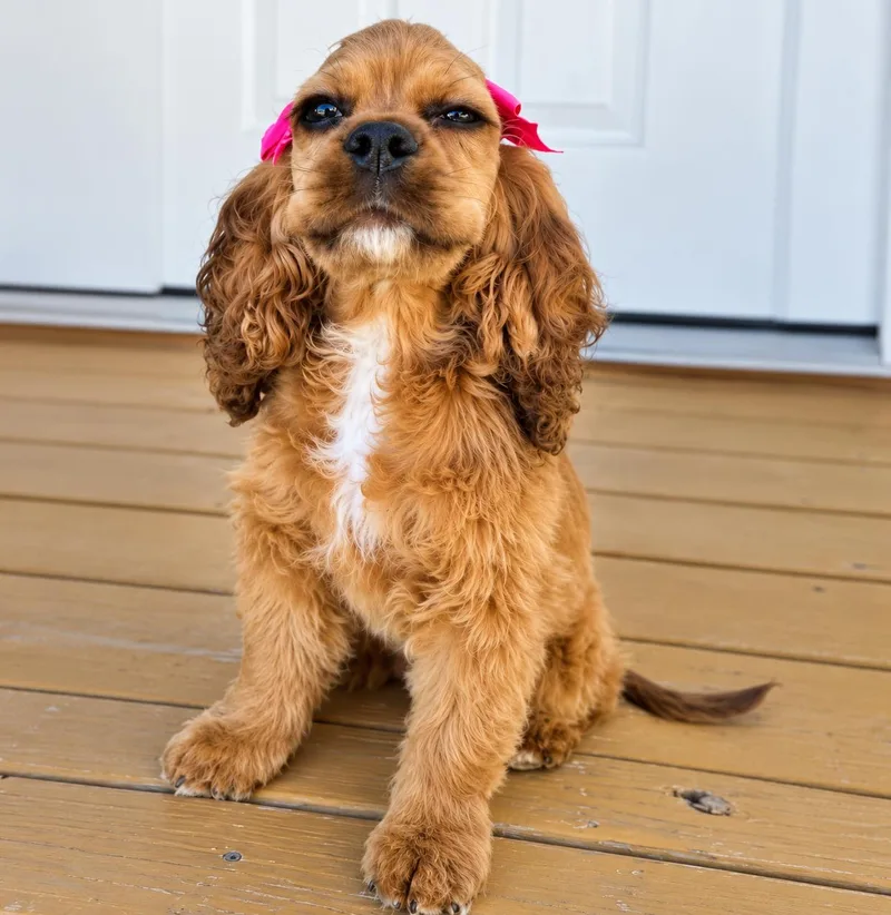 A baby small-sized female Cocker Spaniel dog named Cider for adoption in Uxbridge, MA