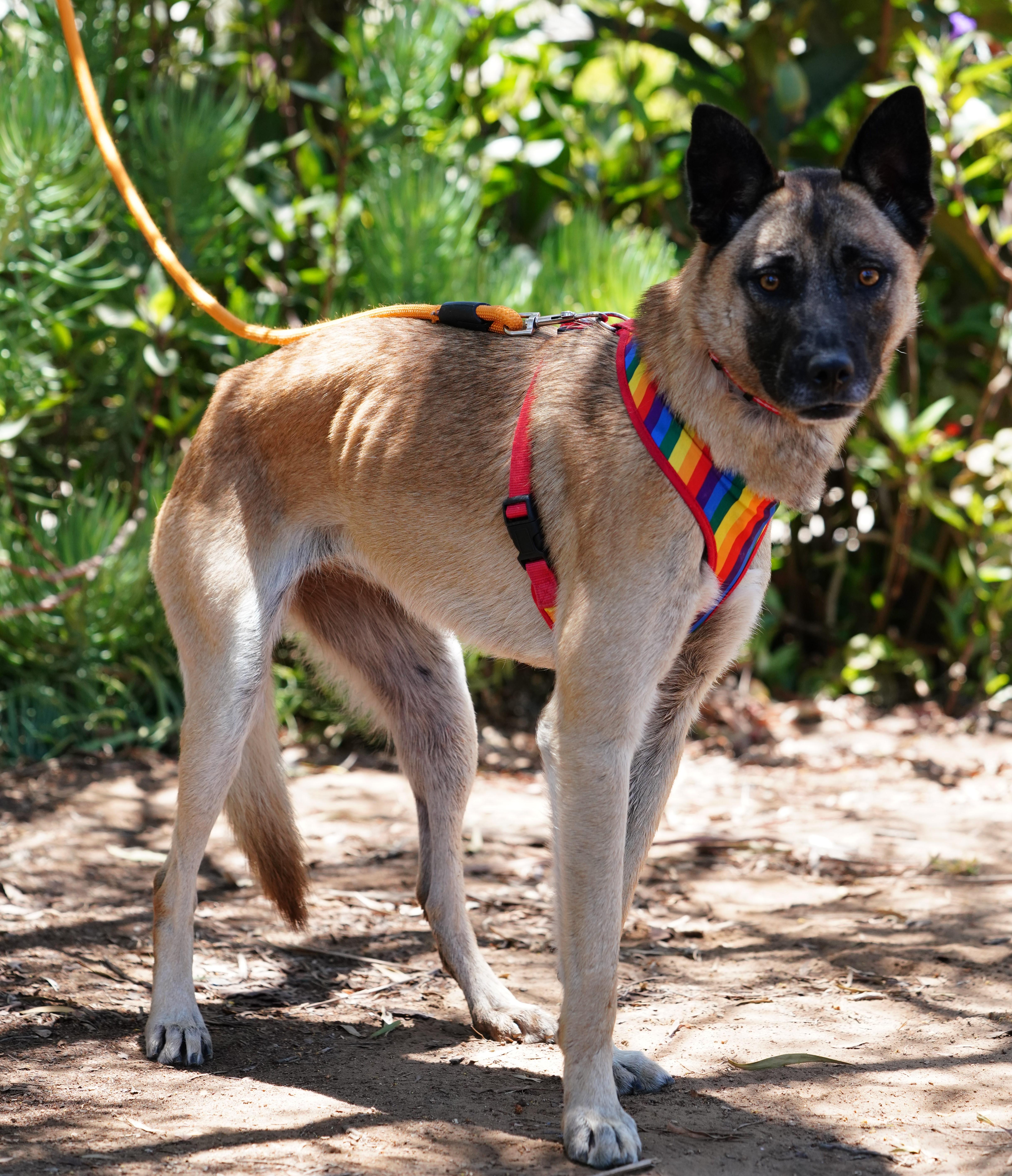 A young medium-sized female Belgian Shepherd / Malinois dog named Katy for adoption in Orange, CA