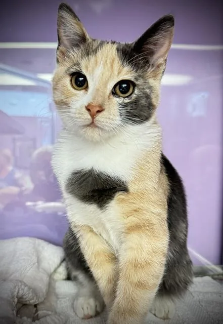 A baby small-sized female Domestic Short Hair cat named Crinkles for adoption in Santa Cruz, CA