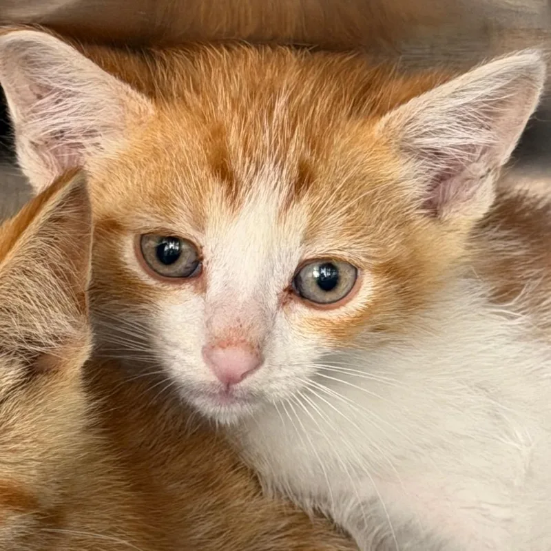 A baby small-sized male Orange / Red Domestic Short Hair cat named Right for adoption in Waukesha, WI
