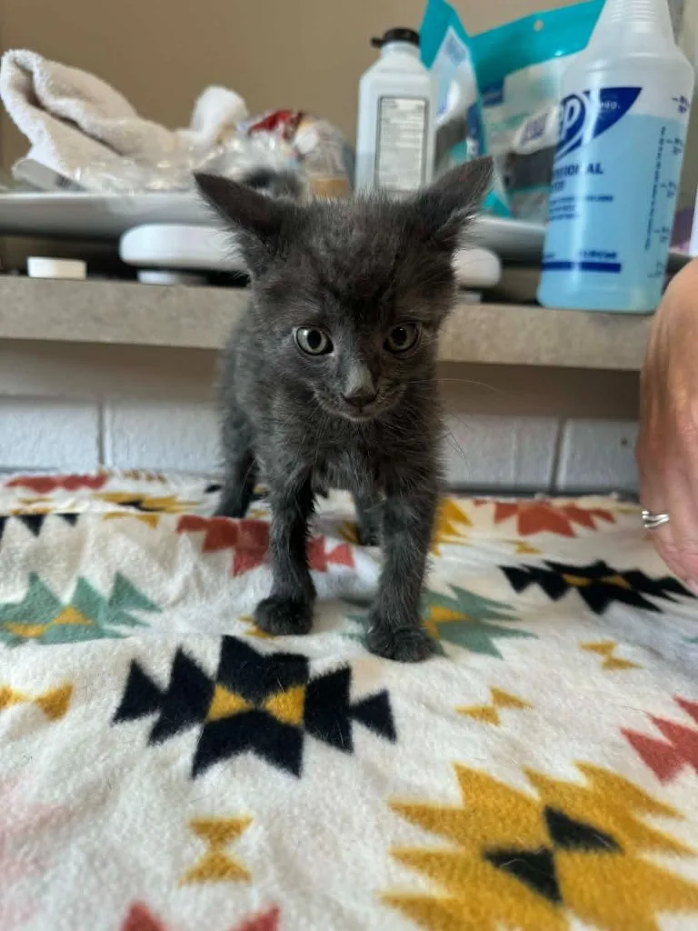 A baby medium-sized female Domestic Short Hair cat named Aaliyah for adoption in Marion, OH