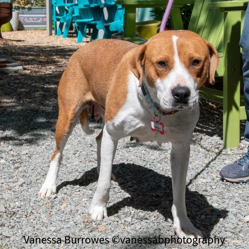 An adult large-sized female Yellow / Tan / Blond / Fawn Labrador Retriever dog named Tenley for adoption in Wake Forest, NC
