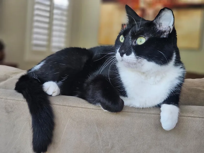 An adult medium-sized female Domestic Short Hair cat named Cookie for adoption in San Pedro, CA