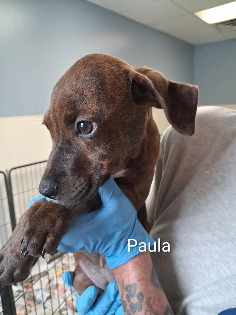A baby medium-sized female Labrador Retriever dog named Paula for adoption in Maynardville, TN