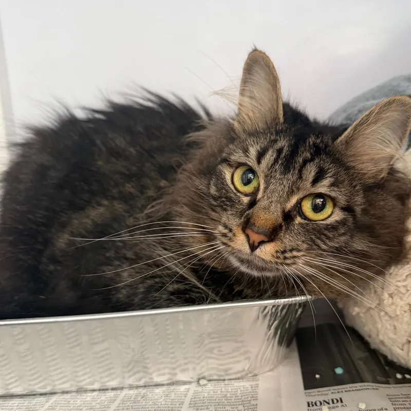An adult large-sized female Brown / Chocolate Domestic Short Hair cat named Everest for adoption in Chicago, IL