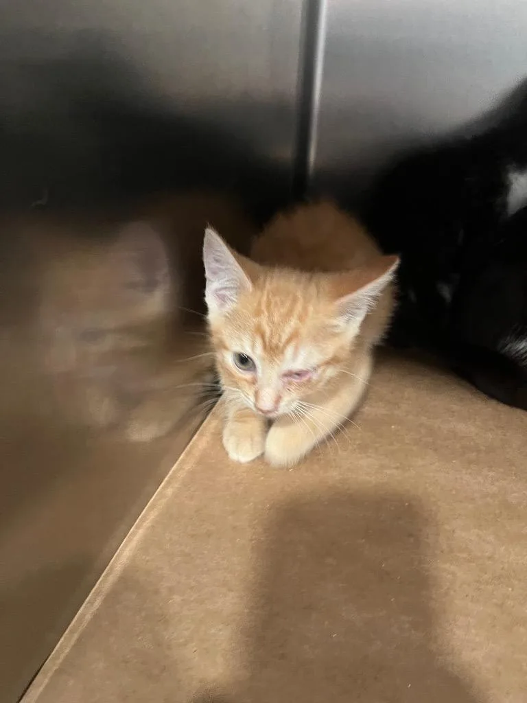 A baby large-sized male Domestic Short Hair cat named Pogo for adoption in Cartersville , GA