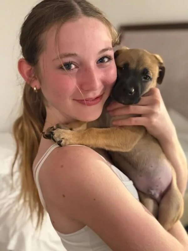 A baby large-sized male Golden Shepherd dog named Bruce for adoption in Van Nuys, CA