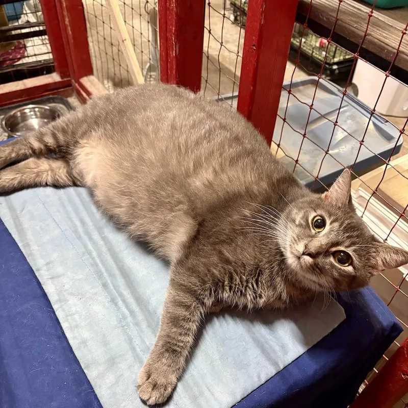 Bilbo Baggins thumbnail 2