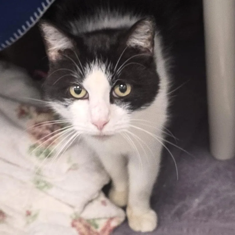 An adult large-sized female Black Domestic Short Hair cat named Abby Albatross for adoption in Fort Wayne, IN