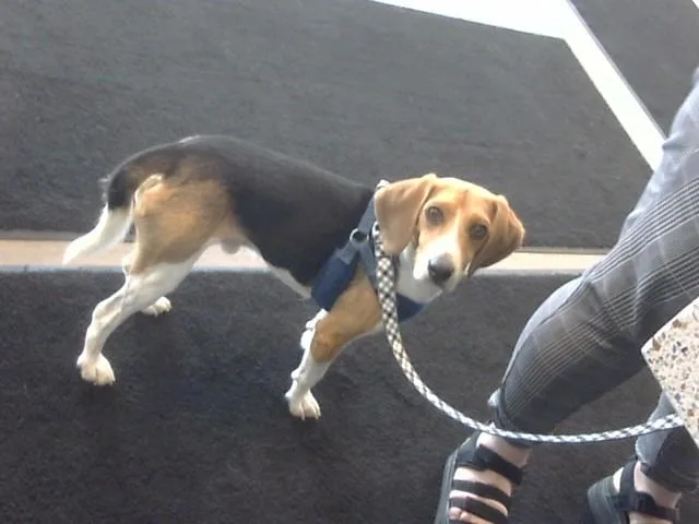 A young small-sized male Beagle dog named Merlin for adoption in Toledo, OH