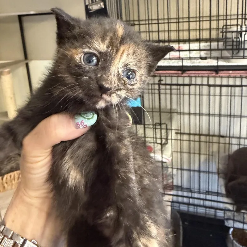 A baby small-sized female Tortoiseshell Domestic Short Hair cat named Skye for adoption in Pennsville, NJ