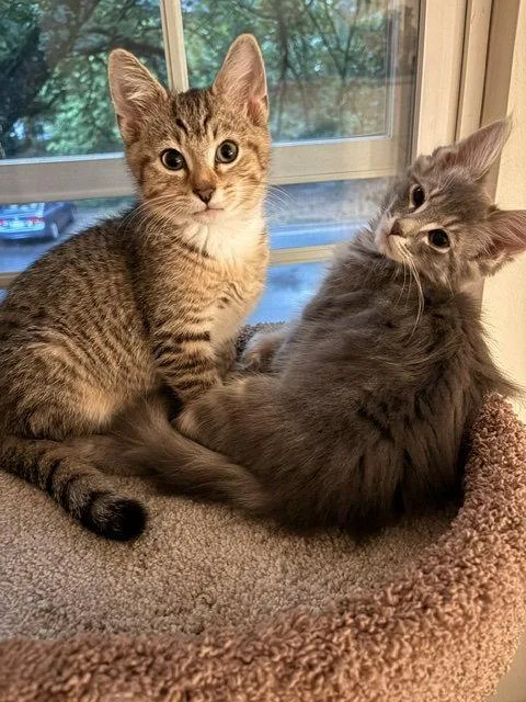 A baby medium-sized male Domestic Short Hair cat named Teddy & Taylor Bonded for adoption in Herndon, VA