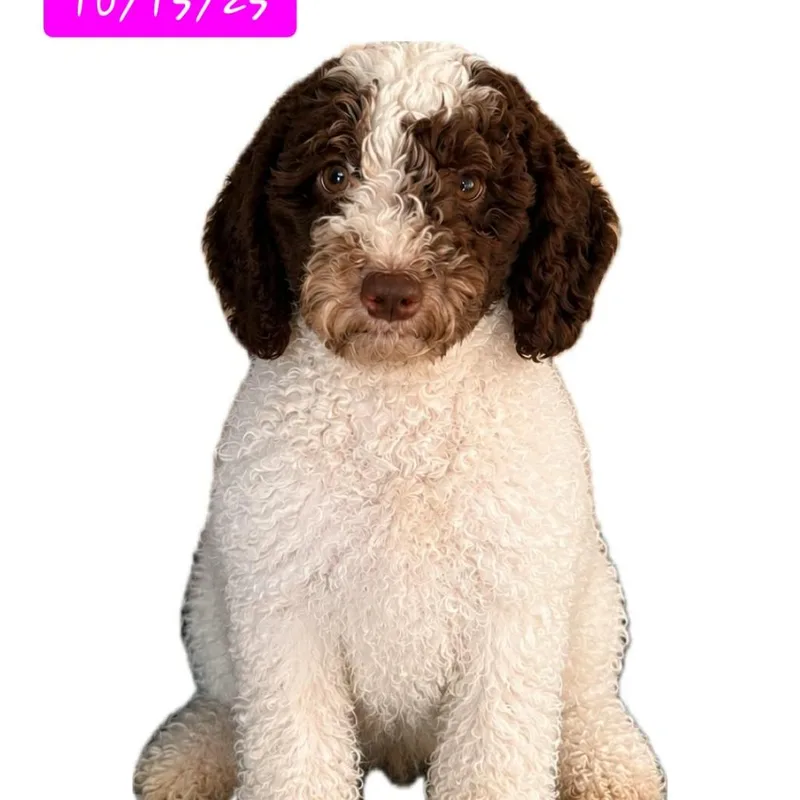 Brownie thumbnail 2