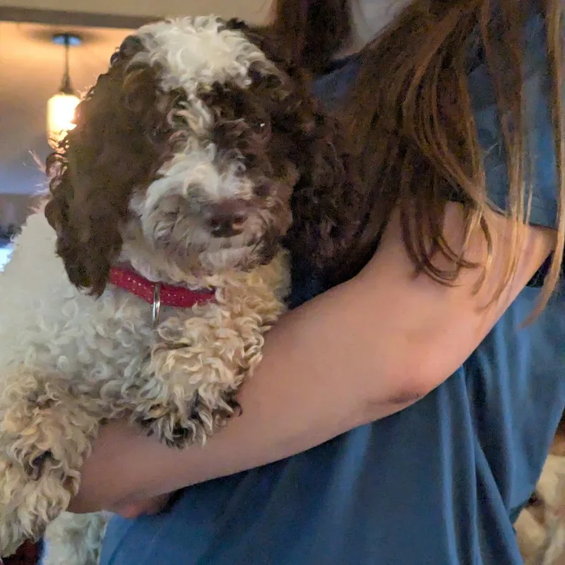 Brownie thumbnail 3