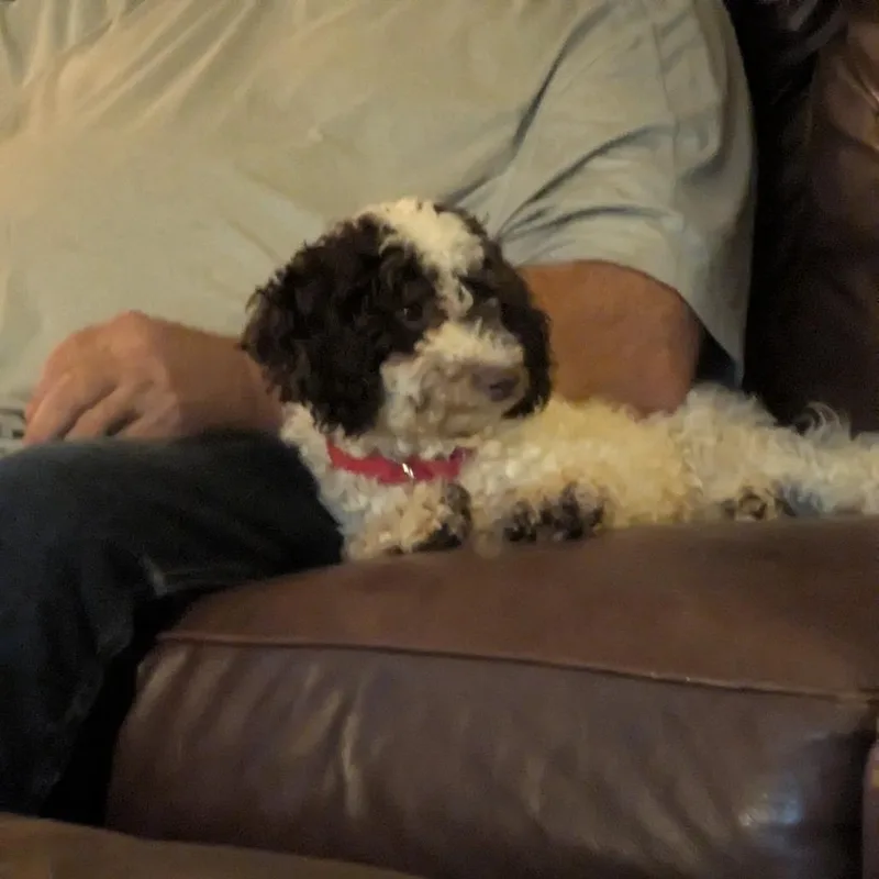 Brownie thumbnail 4