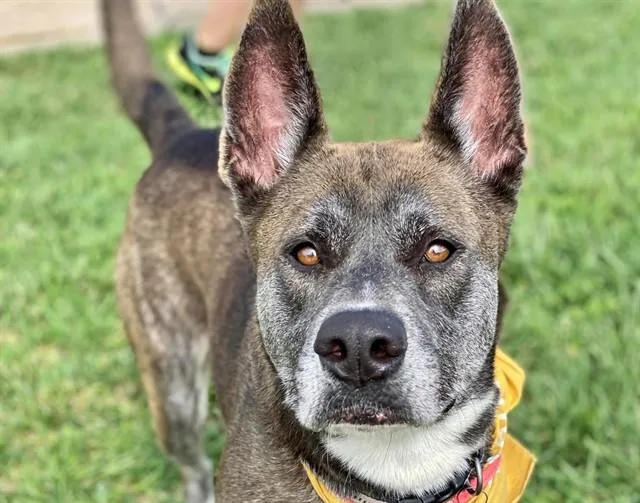 An adult large-sized female German Shepherd Dog dog named Anja for adoption in Saint Louis, MO