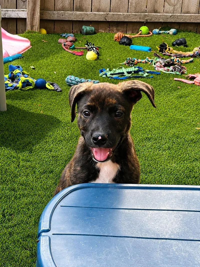 A baby medium-sized male Brindle Mixed Breed dog named Hash for adoption in Kenosha, WI