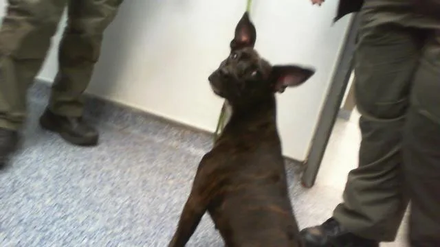 A young medium-sized female Pit Bull Terrier dog named Raven for adoption in Charlotte, NC