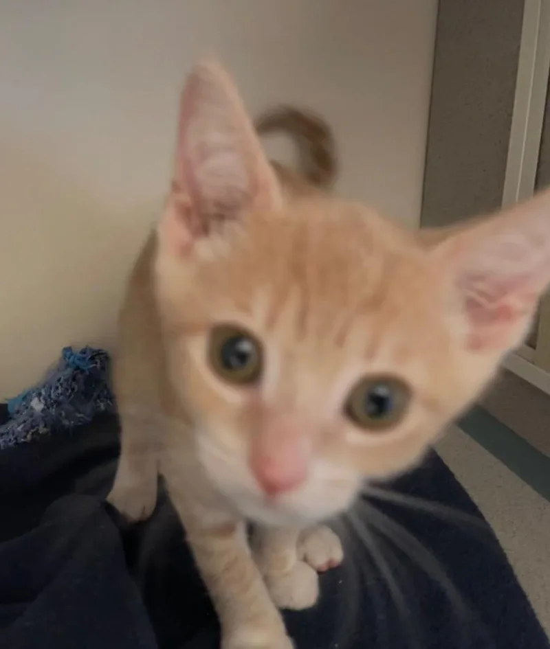 A baby small-sized female Domestic Short Hair cat named Prudence for adoption in Cambria, CA