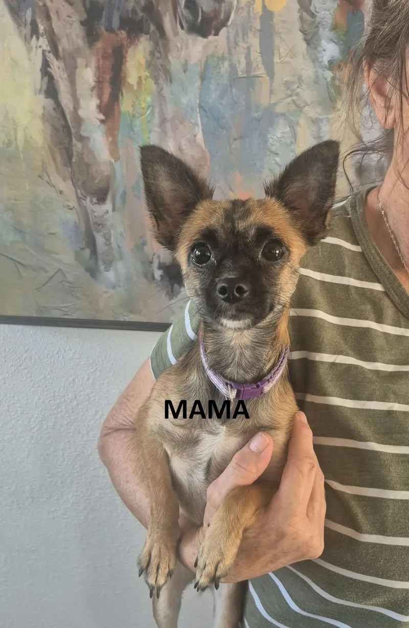 Fifi  Fergie and thumbnail 4