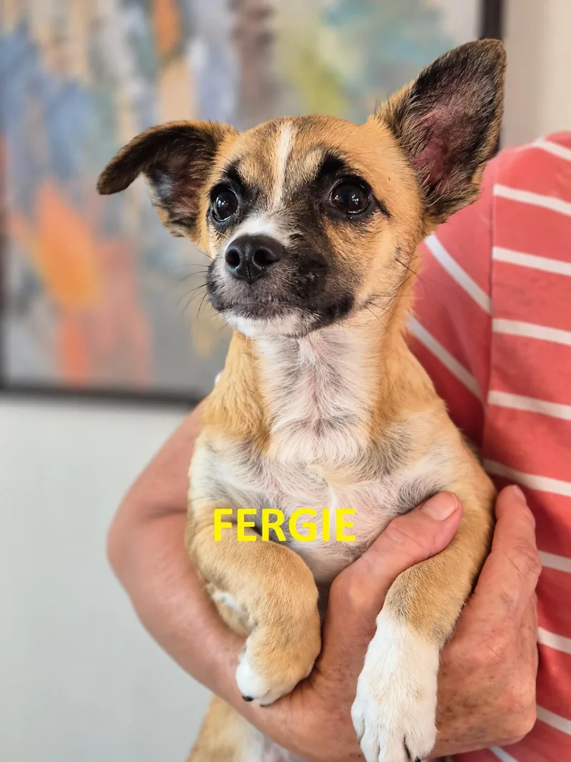 Fifi  Fergie and thumbnail 5