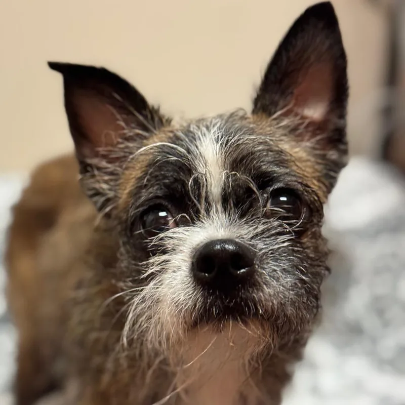 A young small-sized female Black Boston Terrier dog named Tinkerbelle for adoption in Santa Barbara, CA