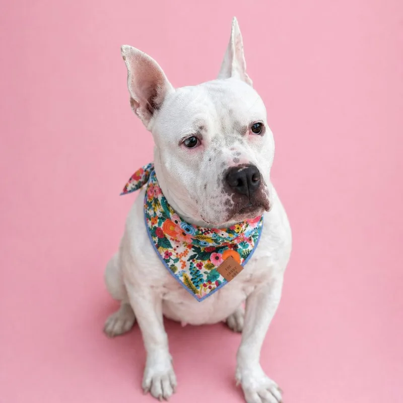 An adult medium-sized female White / Cream Pit Bull Terrier dog named Pearlie for adoption in Martinez, CA