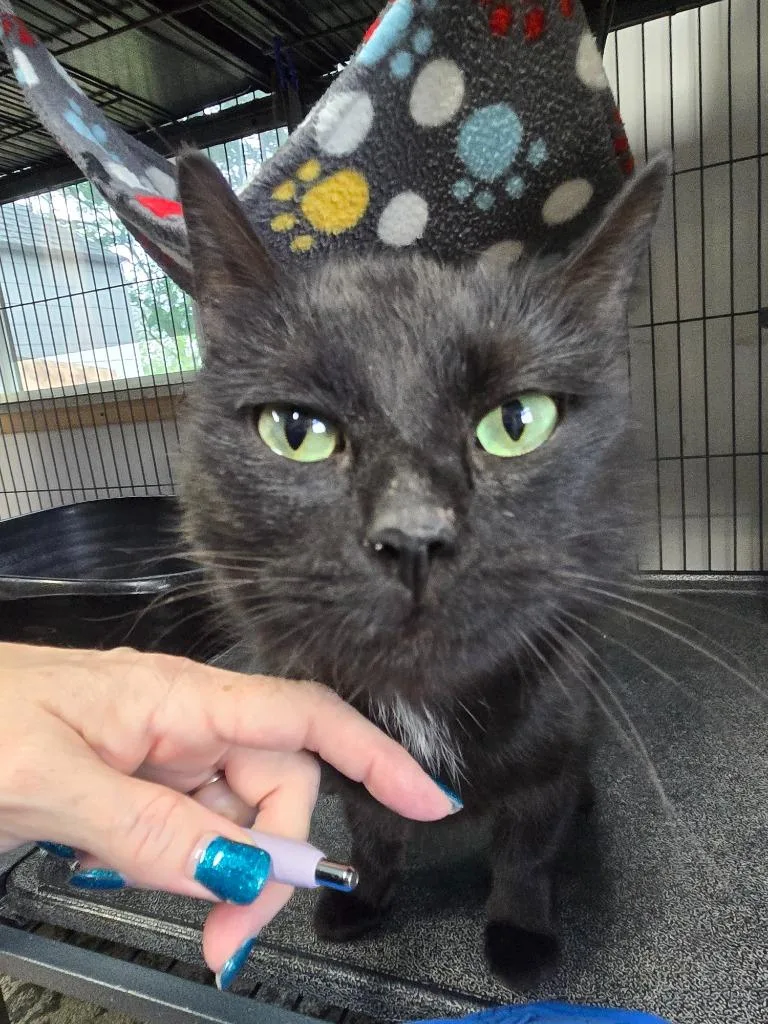 A young medium-sized female Domestic Short Hair cat named Bagheera for adoption in Shelton, WA