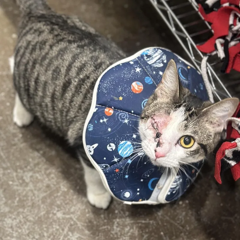 A young medium-sized female Brown / Chocolate Domestic Short Hair cat named Wonder for adoption in Matteson, IL