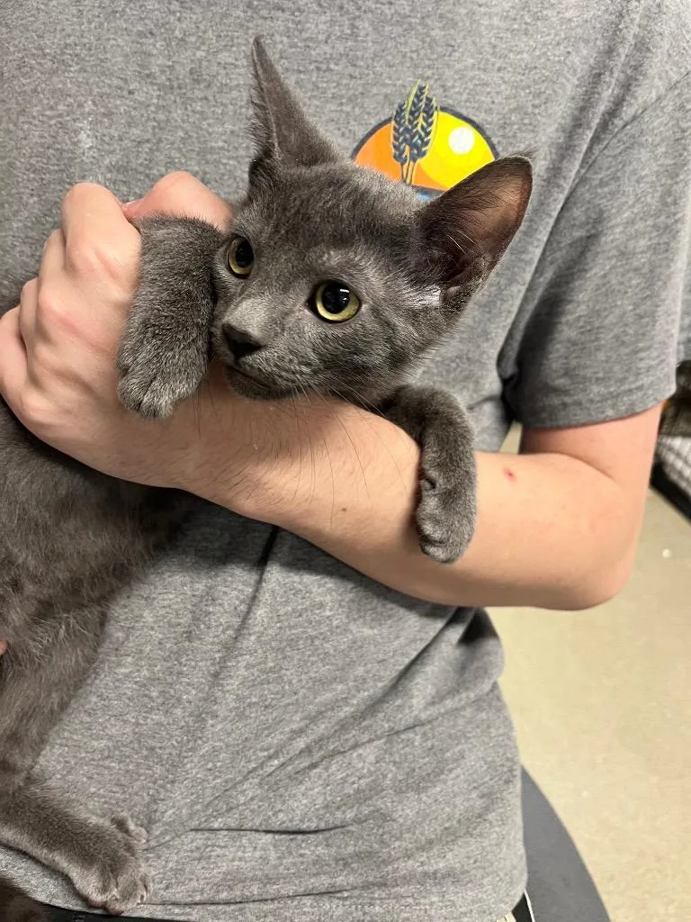 A baby medium-sized male Domestic Short Hair cat named Hunter for adoption in Hopkinsville, KY