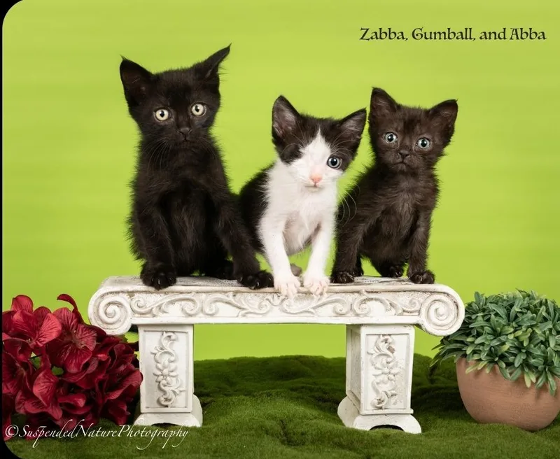 A baby small-sized female Domestic Short Hair cat named Abba for adoption in San Jacinto, CA