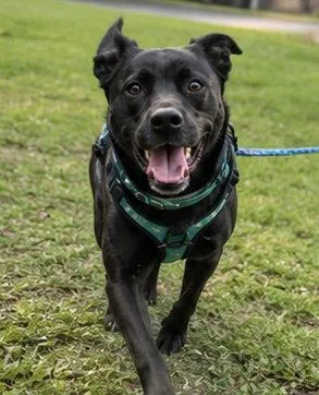 An adult large-sized male Black Labrador Retriever dog named Beetle Dixon for adoption in Rockaway, NJ