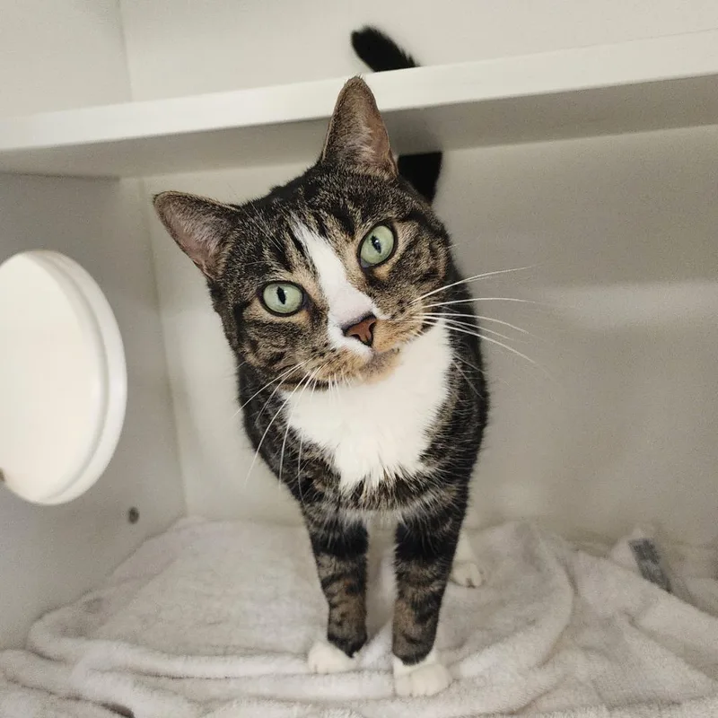 A senior medium-sized female Gray / Blue / Silver Domestic Short Hair cat named Princess for adoption in Philadelphia, PA