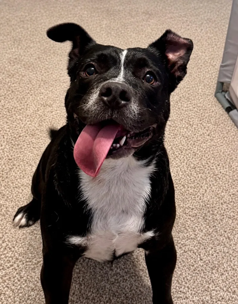 Rufus