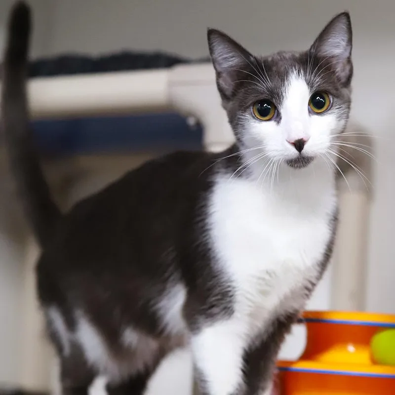 A young small-sized female Gray / Blue / Silver Domestic Short Hair cat named Ren for adoption in Los Angeles, CA