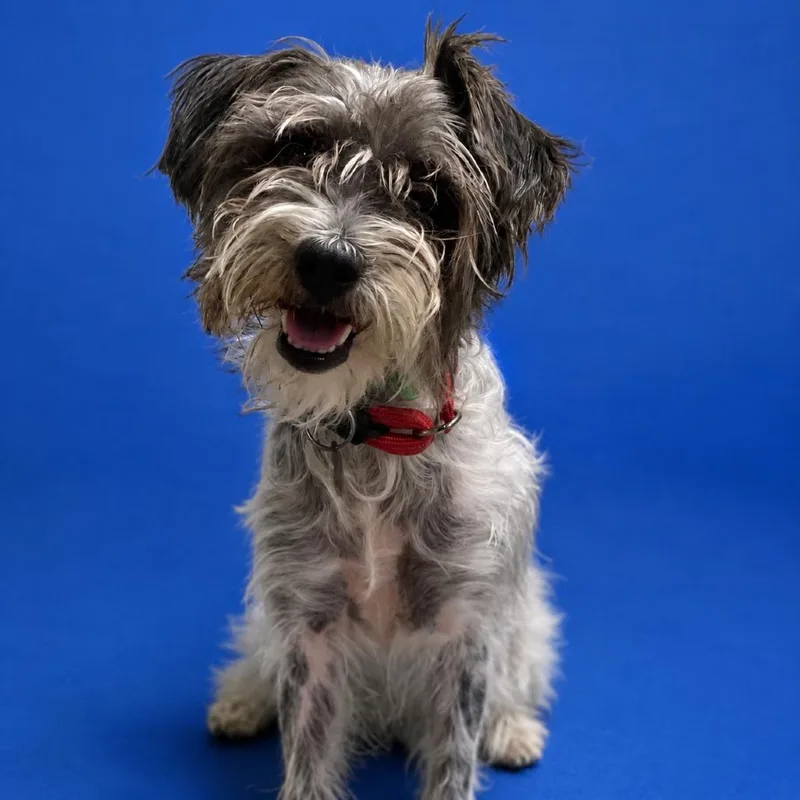 An adult small-sized female Black Terrier dog named Hailey for adoption in Riverside, CA