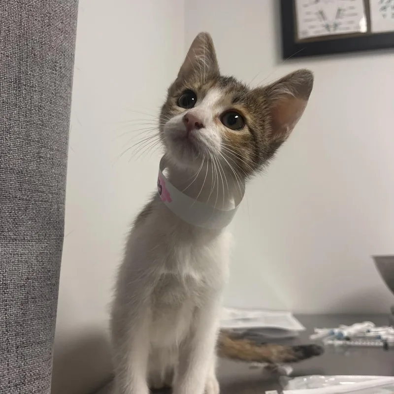 A baby small-sized female White Domestic Short Hair cat named Quinnley for adoption in Hattiesburg, MS