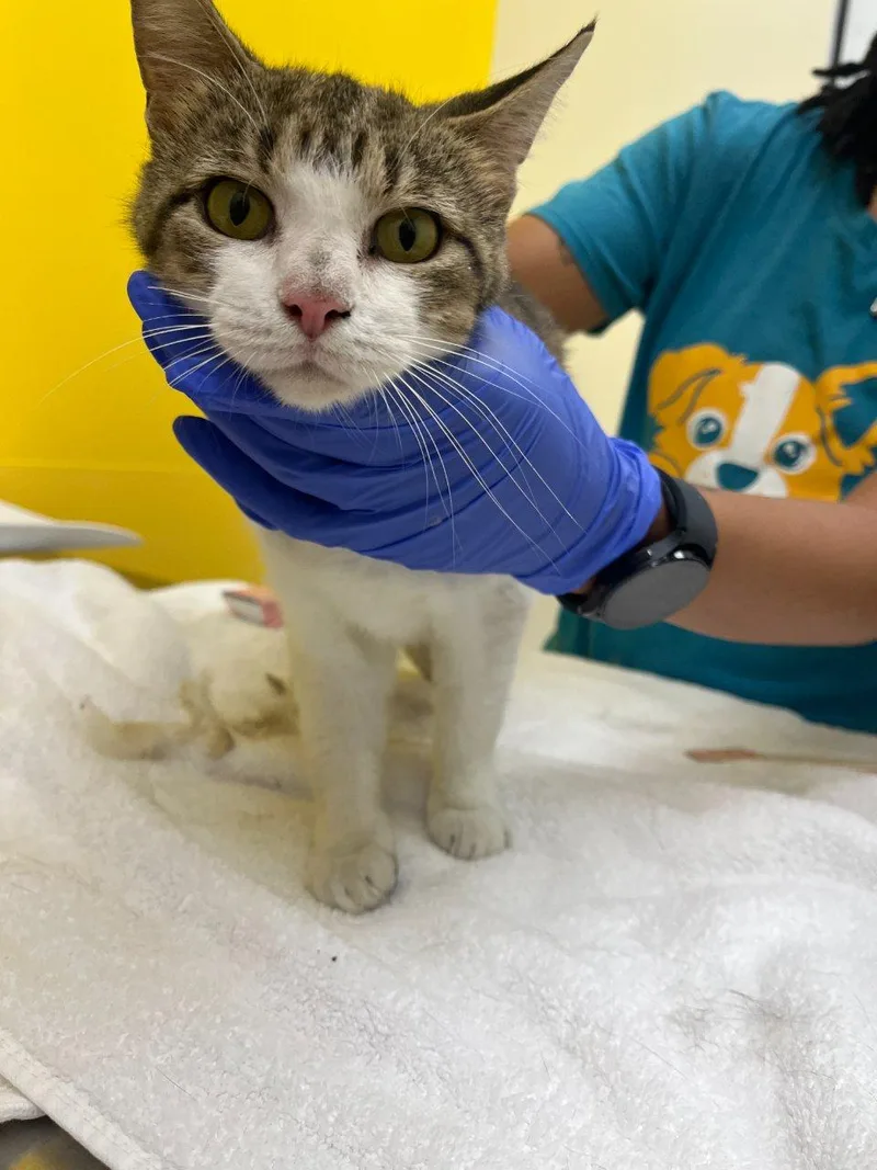 A young small-sized female Tabby (Brown / Chocolate) Domestic Short Hair cat named Mittens for adoption in Raleigh, NC