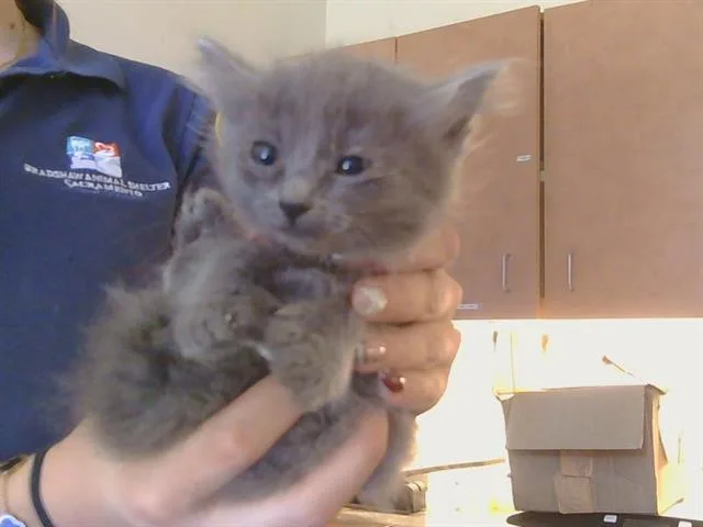 A baby small-sized female Domestic Short Hair cat named Ballet for adoption in Sacramento, CA