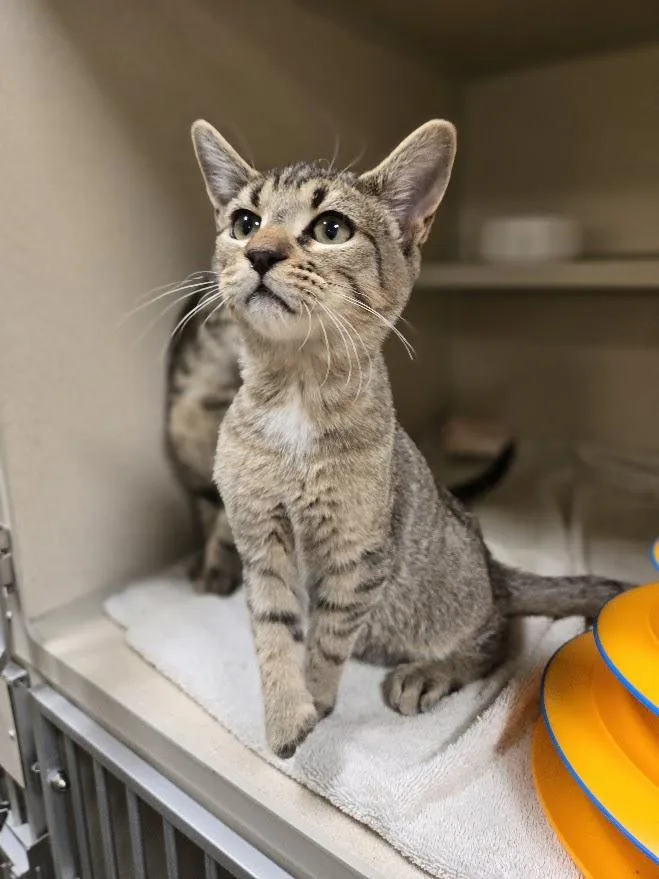 A baby small-sized male Tabby (Buff / Tan / Fawn) Tabby cat named Pito for adoption in New Rochelle, NY