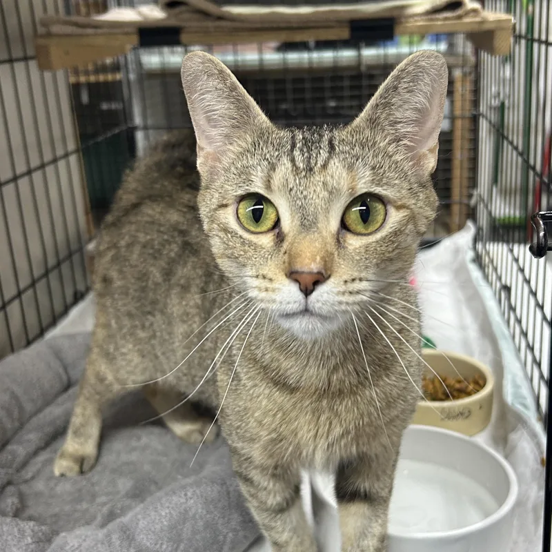 A young medium-sized female Tabby (Brown / Chocolate) Domestic Short Hair cat named Sylvie for adoption in Avon Lake, OH